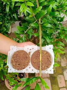 20/50Pcs Plant Propagation Box Kit, High Pressure Grafting, Cutting & Rooting Tool Set With Rooting Balls, Reusable Plant Root Growing Device For Garden Nursery - multicolor - View 7