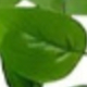 綠蘿A
