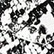 Black and white snake pattern