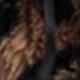 Leopardo 2