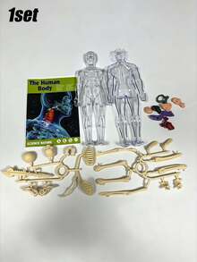 1 st anatomisk mänsklig skelettmodell, kroppsmodell med synliga ben och rörelse, Bruin-28cm - Multifärgad - Visa 10