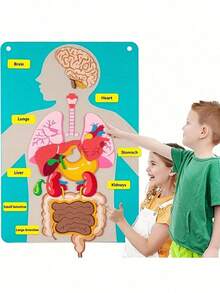 "Interactive Body Anatomy Learning Set: Colorful Felt Organs For Kids " - Multicolor - View 7