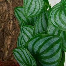 Reptile Plants For Terrariums, Amphibian Habitat Decorations, Artificial Hanging Plants With Suction Cups, Artificial Plants For Gecko Color-Changing Dragon Snake Turtle Tank Accessories - Multicolor - View 8