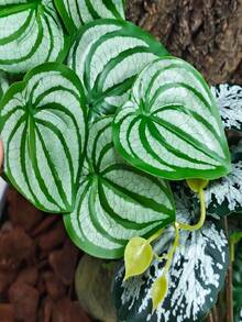 Reptile Plants For Terrariums, Amphibian Habitat Decorations, Artificial Hanging Plants With Suction Cups, Artificial Plants For Gecko Color-Changing Dragon Snake Turtle Tank Accessories - Multicolor - View 7