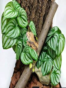 Reptile Plants For Terrariums, Amphibian Habitat Decorations, Artificial Hanging Plants With Suction Cups, Artificial Plants For Gecko Color-Changing Dragon Snake Turtle Tank Accessories - Multicolor - View 5