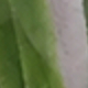 彩色