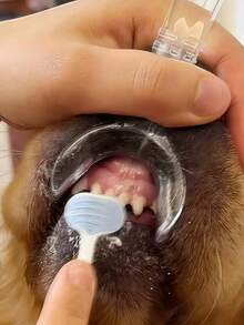 Dog Mouth Opener Teeth Cleaning Assistant Tool For Pet Grooming Home Use Veterinary Clinic Oral Care Accessory For Small Medium Large Breed Dog Puppy Adult All Season - View 6