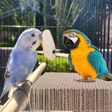 1/2 Pcs Parrot Chewing Platform Toy, Cardboard Cage Accessory, Bird Supplies & Accessories, Pet Bird Gear, Bird Perch Accessory, Budgie Cage Accessory, Toy & Entertainment Supply - A+B - View 2