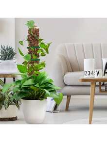 Vining Plant Moss Columns - Durable Perforated Design, Suitable For Indoor Plants, Umbrella Plants And Moss. Plant Moss Columns For Plants - Clear - View 4