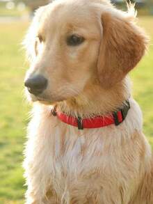 Rubber Dog Collar With Quick Release Buckle Easy To Clean, Wear-Resistant & Sturdy, Suitable For Small, Medium And Large Dogs - Collar - View 2