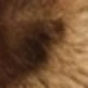 Camel leopard print