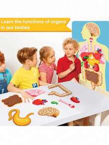 "Interactive Body Anatomy Learning Set: Colorful Felt Organs For Kids " - Multicolor - View 5