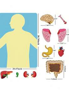 "Interactive Body Anatomy Learning Set: Colorful Felt Organs For Kids " - Multicolor - View 4