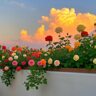 Meet the Garden