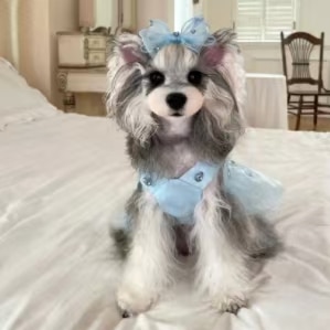 Noble Paws