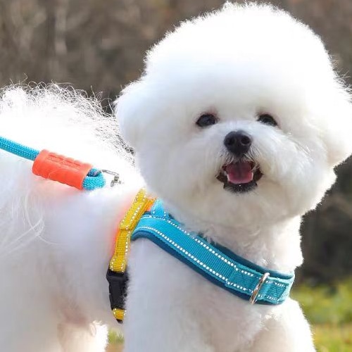 Xingyue Pet
