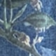 中等水洗藍