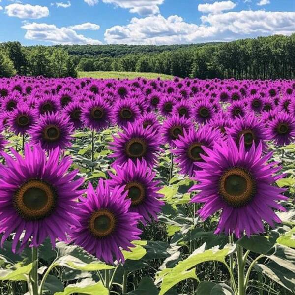 50 PCS Purple Sunflower Seeds - Field 'Violet Glow'