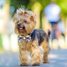 5/10PCS Plaid Dog Collars With Elastic Bands Mixed Colors Dog Bowties Fashion Pet Bow Ties For Dogs And Cats Grooming Accessories - Multicolor - View 6