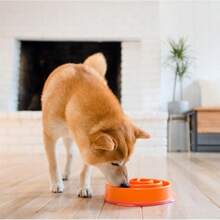 Outward Hound Fun Feeder Slo Bowl, Tazón lento para perros mediano, 2 tazas, azul