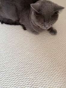 1pc Heavy Duty Rug, Thick Durable Sturdy Carpet, Brown Rug, Kitchen Mat, Door Mat, Outdoor Mat, Washable Bottom, Cat Scratching Pad, Kitchen Rug, Bathroom Mat, Welcome Mat, Patio Rug, Small Doormat, Dirt-Resistant Vacuum-Able