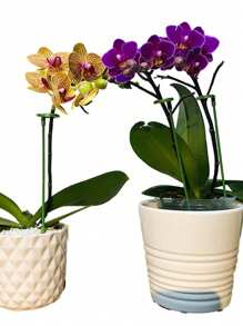 10pcs Plant Support Stands, Flower Pot Holders Shaped Supports Rods For Plants
