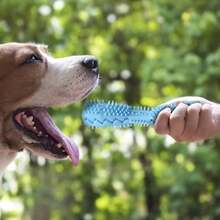 条纹耐用狗咬胶棒 - 适合所有犬种的牙齿健康牙刷玩具，用于牙齿清洁和按摩 - 彩色 - 查看 11