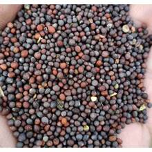 5 Sweet Nam Dok Mai Mango Seed Mangifera Indica Suitable For Gifts - 1Pack - View 7