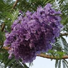 High Germination Rate 50 Jacaranda Mimosa Tropical Tree Plant Seeds - Purple Showy Flowers For Breathtaking Landscapes