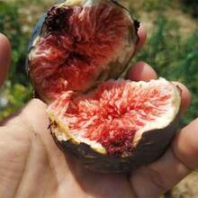 Fig Tree Seedlings Potted And Ground Planted Dwarf Fig Seedlings For North And South Regions Bearing Fruit In The Same Year