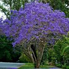 High Germination Rate 50 Jacaranda Mimosa Tropical Tree Plant Seeds - Purple Showy Flowers For Breathtaking Landscapes