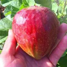 Fig Tree Seedlings Potted And Ground Planted Dwarf Fig Seedlings For North And South Regions Bearing Fruit In The Same Year