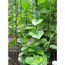 Variedad de espinaca Malabar de tallo verde - Paquete de 85 semillas de espinaca verde de hoja - No transgénica - Semillas de polinización abierta - 100 - Semillas - Ver 4