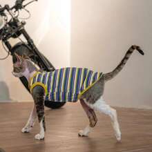 Maillard Color Pet Clothes For Hairless Cats, Sphynx & Devon Rex Cats, Elastic Criss-Cross Striped Elastic Vest, Summer - Blue - View 6