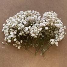 100 piezas exquisitas de pequeñas flores secas de color rosa pálido de respiración de bebé - Delicadas flores de Gypsophila de color marfil para rellenar jarrones, decoración de bodas, hogar, oficina, fiestas, jardín, elaboración de tarjetas, manualidades DIY y arreglos florales, de larga duración, realistas y fáciles de usar