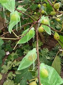 20pcs Fruit Protection Drawstring Bags, Nylon Anti-Bird & Pest Mesh Bags For Strawberries, Peaches Planting, Gardening - Multicolor - View 3