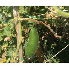 20+ Organic Hairy Skin Gourd Seeds Fuzzy Melon Wax Gourd Hairy Melon Mokwa USA - 1 - View 2