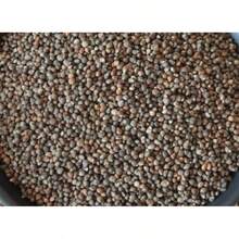 Dwarf Pink Coconut Seed (Cocos Nucifera) Wulung - 1pack - View 8