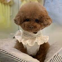 Spring & Summer Pet Dog Cat Lace V-Neck Princess Dress, Thin Material, Korean Style For Teddy, Poodle