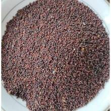 High Germination Rate Thin Mixed  Seeds. Pen Size Or Smaller. Planting 20 Trees -Can Be Given As A Gift At Home Planting - 10 - View 4