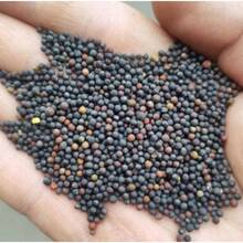 240pcs NC Heirloom Ghost Pepper Seeds - Butjelokia Seeds - Non-GMO - Harvesting - Vegetable Gardening, Growing Your Own Food Suitable For Gifts