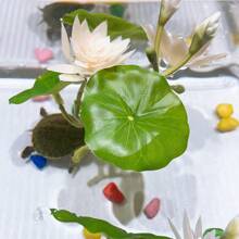 3pcs Mini Lifelike Lotus Flower And Leaves, Artificial Plants For Fish Tank, Home Decor Fake Flowers And Leaves,Garden Decor,Outdoor Plant,Gardening,Fake Flowers