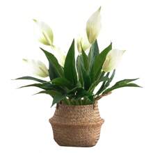 42cm Tropical Monstera Artificial Plants Fake Anthurium Tree Branch Plastic Leaves Real Touch Desktop Palm Tree For Home Decor