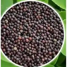 200 piezas Semillas de Oso de Peluche - Semillas grandes suaves de girasol - 200 - Ver 2