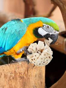 1 pieza Pelota de paja de mar para morder del loro, juguete para afilar el pico, apropiado para loros, cacatúas, guacamayos, agapornis, periquitos, canarios y otras aves pequeñas, suministros de aves inteligentes, juguete para loros, suministros para aves, pelota de enriquecimiento para la cacatúa