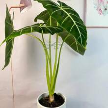 4pcs Plant Stem Support Holder, Gardening Accessories, Branch Organizing Rack, Anti-Lodging Plant Support, Plant Stem And Leaf Fixture, Vegetation Decoration, Plant Stem Parts - Green - View 10