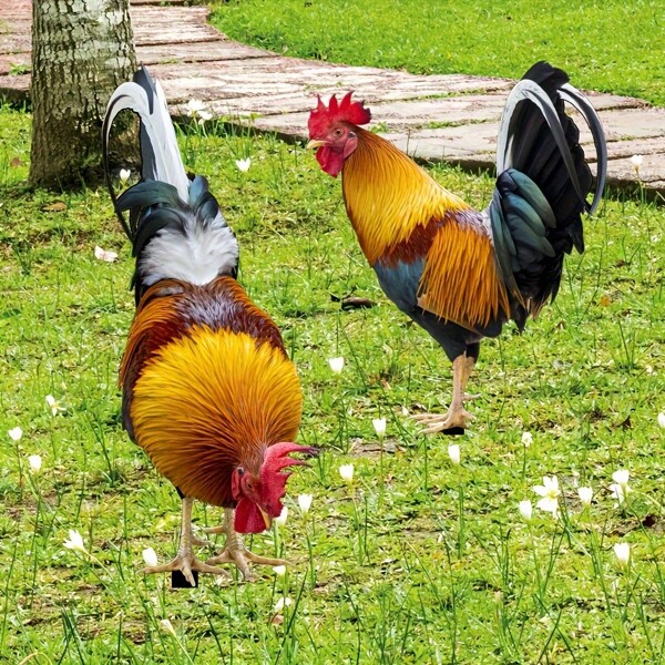 2pcs Realistic Rooster Acrylic Sculpture, Suitable For Outdoor, Garden, Yard, Park, Lawn, Versatile Use, Symbol Of Good Luck And Prosperity, 2D Flat Design
