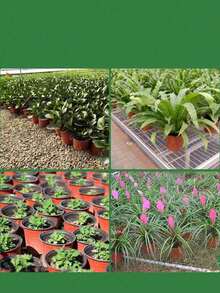 10/20pcs Bicolor Plastic Plant Pots, For Planting, With Thickened Nutrient Bowl For Seedling Cultivation, Disposable Design, Suitable For Succulents - Multicolor - View 2