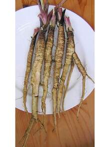 50 Greater Burdock Root Seeds To Plant - Arctium Lappa - 1 - View 3