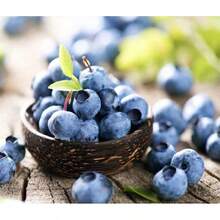 Plant Seeds 100+ Southern BLUEBERRY FRUIT SEEDS - Highbush (Vaccinium Corymbosum) USA ! - 1 - View 2